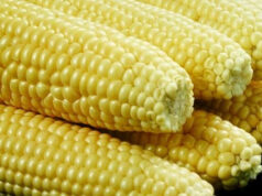 Africa food systems initiative launched in Accra Africa food systems initiative launched in Accra